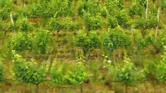种植葡萄酿酒业民间工艺格鲁吉亚农业的田地视频的预览图