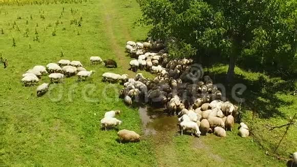 成群的羊在草地上吃着新鲜的青草喝着雨水视频的预览图