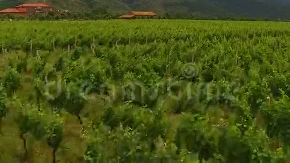 葡萄排在山谷的绿色种植园上酿酒农业视频的预览图