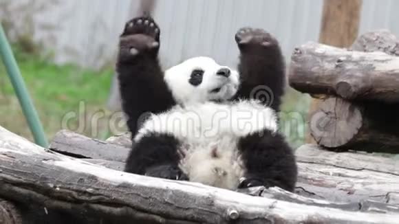 中国小熊猫可爱运动视频的预览图