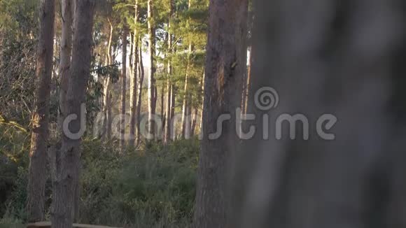 茂密的森林树干绿色的自然拍摄荒野视频的预览图