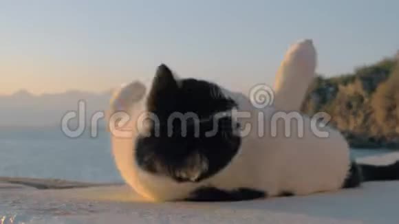 在海边玩黑白猫视频的预览图