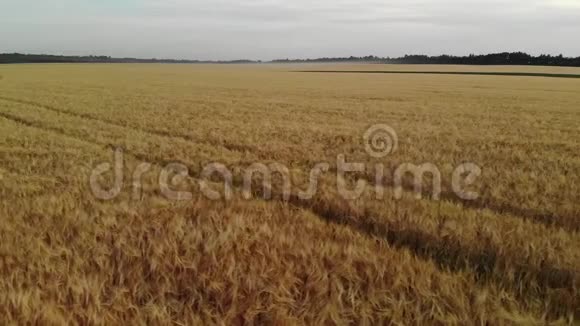 美丽的田野成熟的黑麦在俄罗斯横向移动视频的预览图