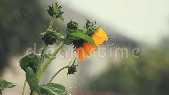 美丽的令人惊叹的黄色的新鲜的向日葵在大雨和微风中浅深的田野色调的视频视频的预览图
