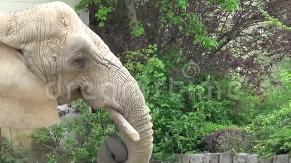 非洲灌木象非洲罗霍顿视频的预览图