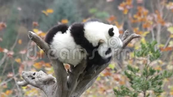 中国小熊猫可爱运动视频的预览图