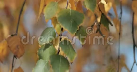 金色的树叶在秋天的森林里随风飘动视频的预览图