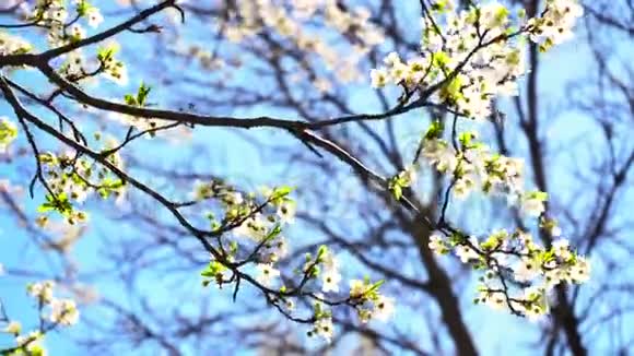 春天的开花树视频的预览图
