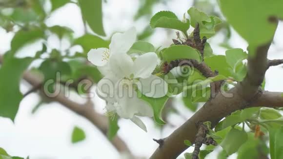 盛开的苹果树的白色花朵视频的预览图