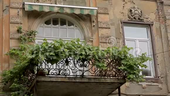 葡萄叶分枝沿阳台生长自然户外装饰视频的预览图