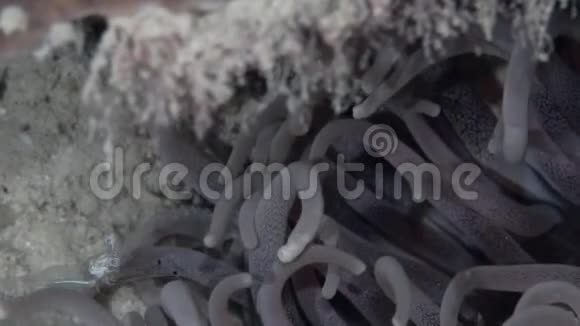 红海苏丹珊瑚中海葵中的红条纹海棠虾海棠sp3视频的预览图