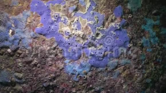 不同类型的海海海绵在污垢中的陷阱视频的预览图