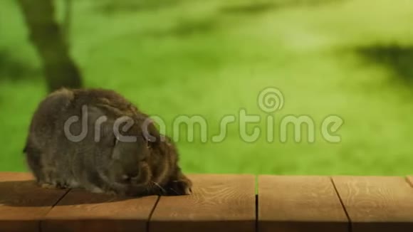 小灰兔坐在木板上视频的预览图