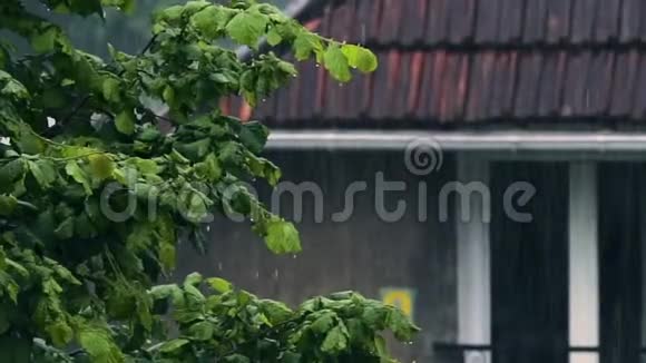 雨天门前绿树成荫园林自然秋天留恋视频的预览图