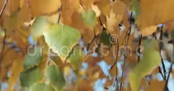 金色的树叶在秋天的森林里随风飘动视频的预览图