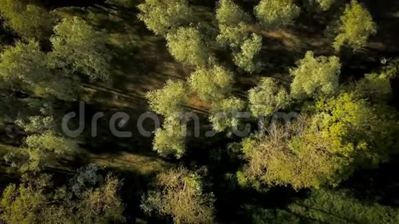 英国林地森林空中无人机上升显示视频的预览图