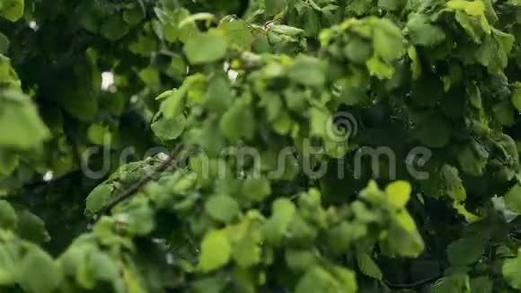 树叶覆盖着雨滴绿色的自然暴风雨的天气秋风视频的预览图