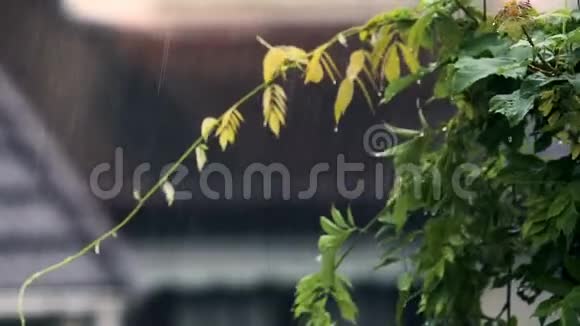 雨水洪水风险气候秋季的绿色园林植物和城市住宅视频的预览图