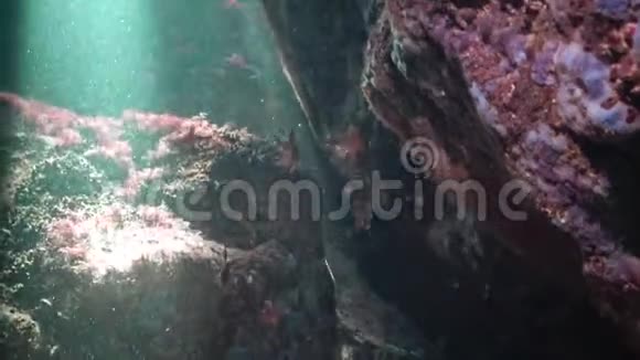 黑海鱼骡子游过藻类丛视频的预览图