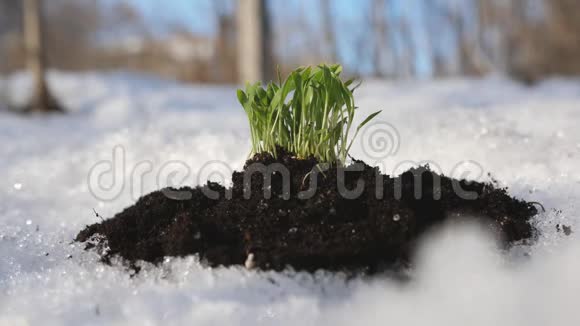 绿色的嫩芽在雪地里伸向太阳冬天的最后几天视频的预览图