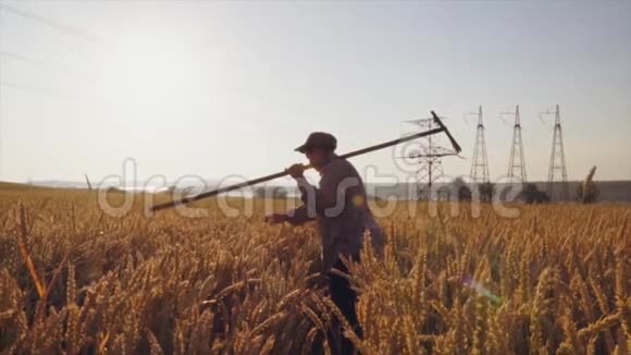 农妇手持农具日出时穿过麦田视频的预览图