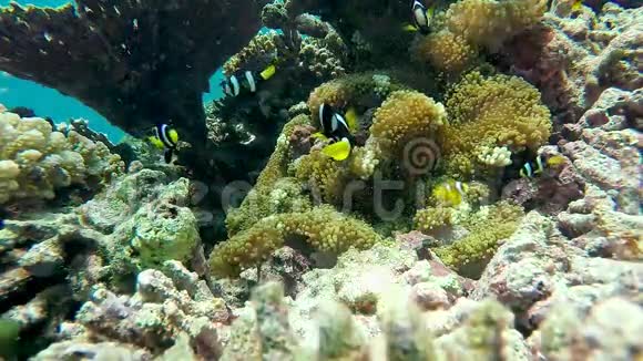 黑尼莫小丑鱼在海葵海洋中的水下珊瑚礁视频的预览图