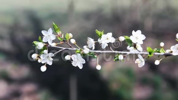 樱花在树干上春天的时候视频的预览图