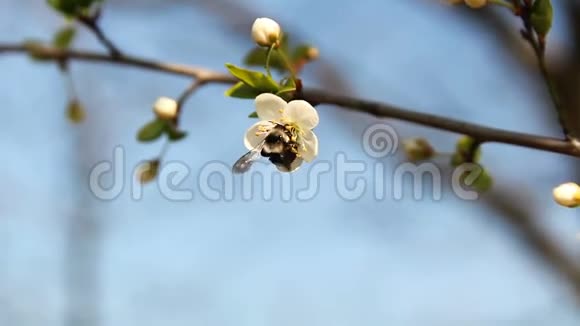 樱花上的蜜蜂春天视频的预览图