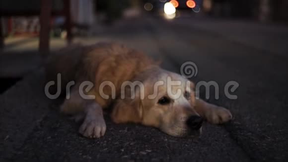 狗躺在城市路的傍晚视频的预览图