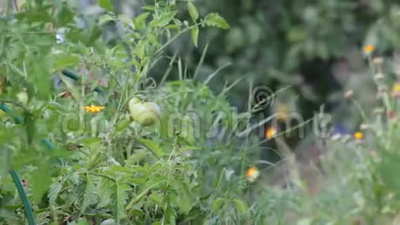 未成熟的番茄果实视频的预览图