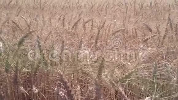 金色的麦穗在一个大田里成熟视频的预览图