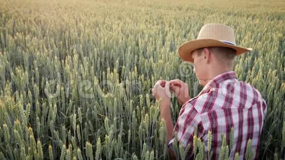 一个男农正在一片绿油油的麦田里干活视频的预览图