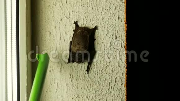 一个男人拿着一根棍子把坐在他房子窗户上的蝙蝠赶走特写阁楼视频的预览图