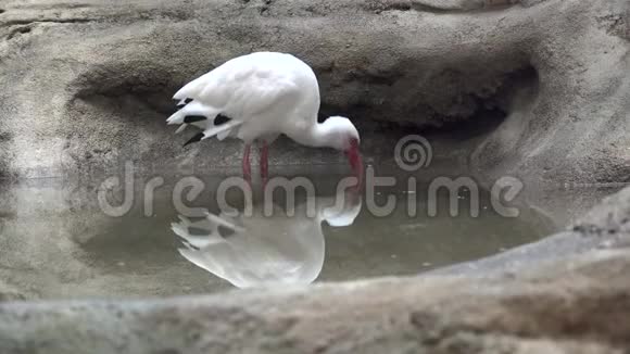 一个ibis反映在水池里视频的预览图
