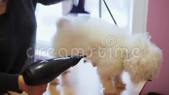 女修复员洗澡后用吹风机吹干比森发狗毛视频的预览图