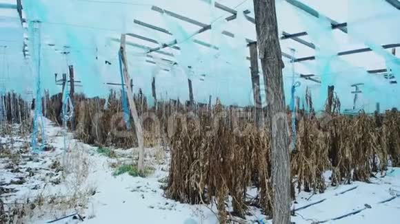 冬天废弃的温室冰雪覆盖的冰冻收获视频的预览图