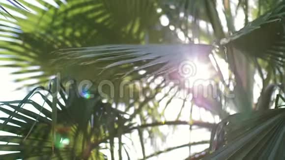 在日落时透过棕榈树的叶子发光视频的预览图