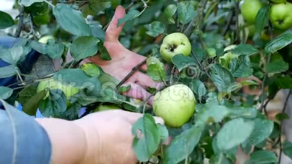 女人从苹果树上摘青苹果收割冬天特写摘青苹果视频的预览图