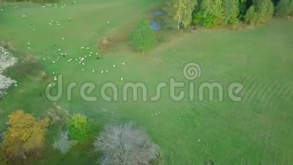 田野树木和池塘的全景视频的预览图