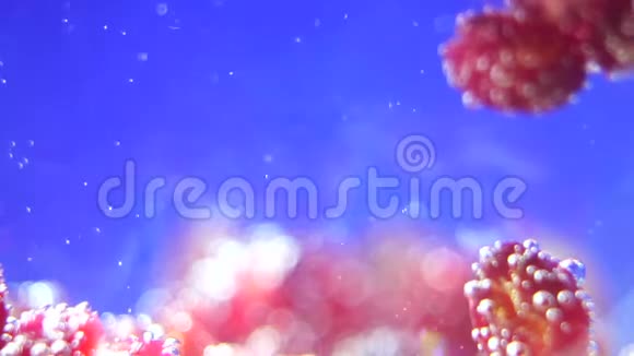 水下的水果bokeh离焦视频的预览图
