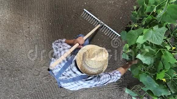 一位农民在菜园里用耙子干活在黄瓜植物附近耙土俯视并复制空间视频的预览图