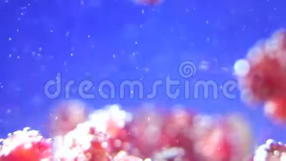 水下的水果bokeh离焦视频的预览图