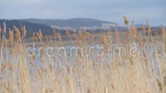 湖中枯黄的芦苇视频的预览图