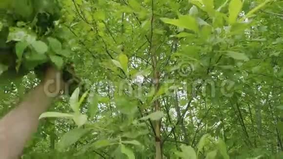 人手切桦树枝做桑拿扫帚的景象视频的预览图