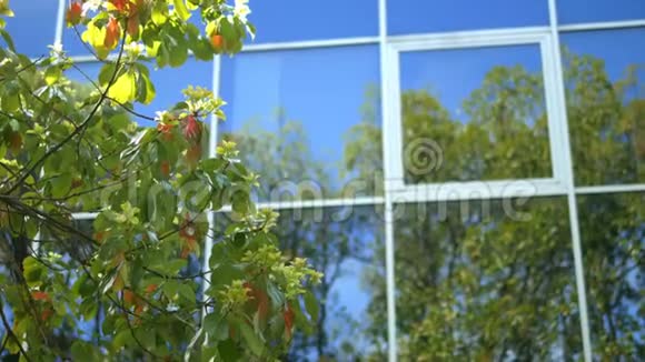 一座现代高层建筑窗户中的树木反射它有一个玻璃立面矗立在公园附近视频的预览图