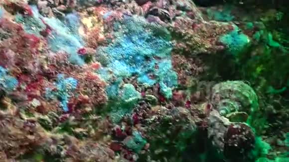 不同类型的海海海绵在污垢中的陷阱视频的预览图