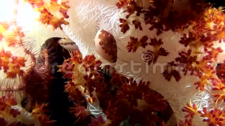 鞣质和白色牛皮癣对软珊瑚棘软珊瑚松瑚棘2夜间潜水视频的预览图