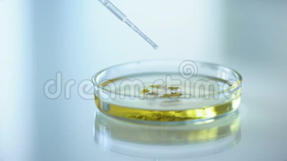 实验室工作人员将化学物质滴在培养皿中的草药上美容视频的预览图