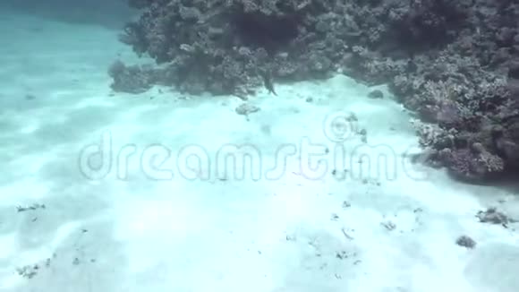 苏丹红海珊瑚视频的预览图