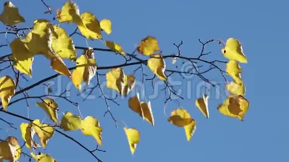 黄色的林登在蓝天上视频的预览图